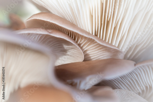Underside of a patch of oyster mushrooms (Pleurotus ostreatus) photo