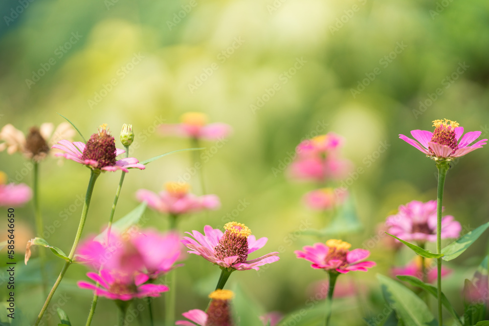 Nature of flower in garden using as background natural flora cover page or banner template brochure landing page design Nature of flower in garden using as background natural flora cover page or banner template brochure landing page design