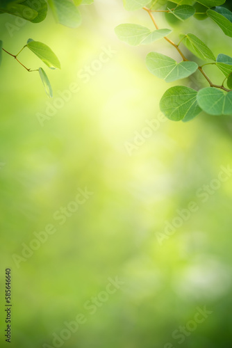 Natural green leaf texture with sun light use for nature background wallpaper cover page 