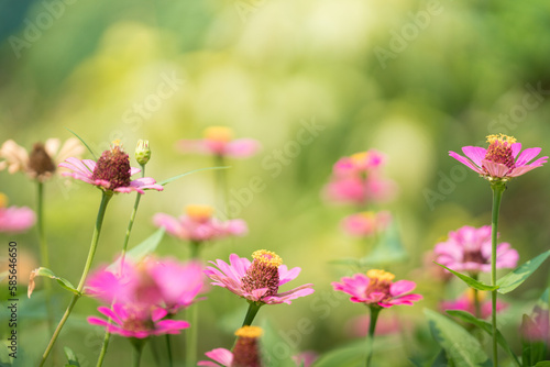 Nature of flower in garden using as background natural flora cover page or banner template brochure landing page design