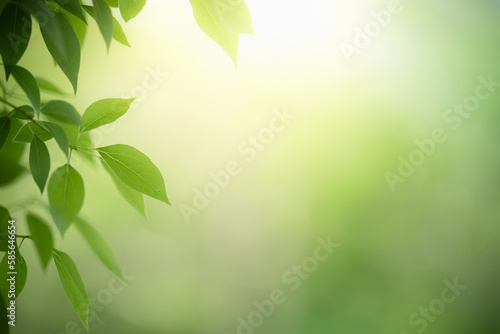 Natural green leaf texture with sun light use for nature background wallpaper cover page 