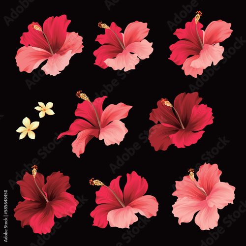 Tropical flower vector illustration material collection,