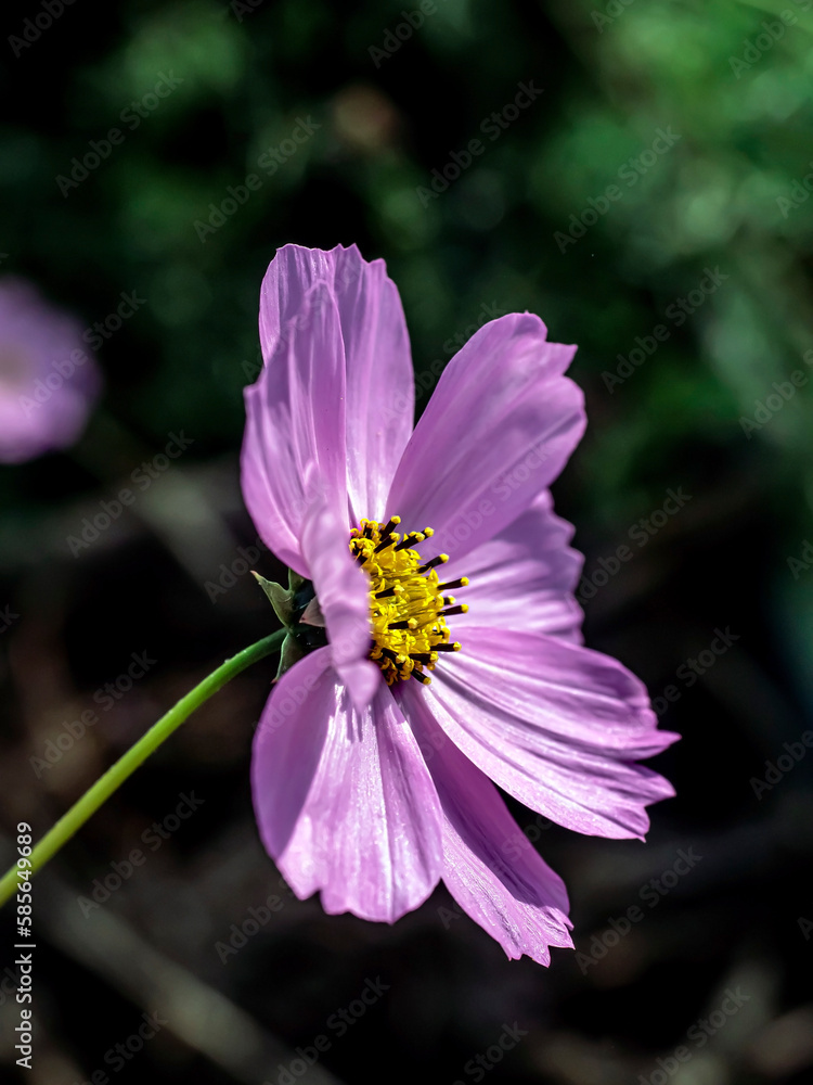 delicate beautiful fresh bright purple flowers of cosmea delicate beautiful fresh bright purple flowers of cosmea