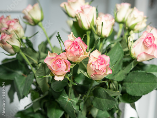 bouquet of pink roses in vase close up  natural flower background