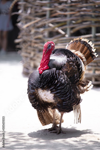 Turkey, gobbler in the yard.