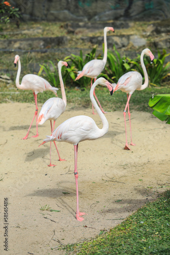 Greater Flamingos with Pink and Reddish Feathers Color in the Green Cost of the Pond, Thailand