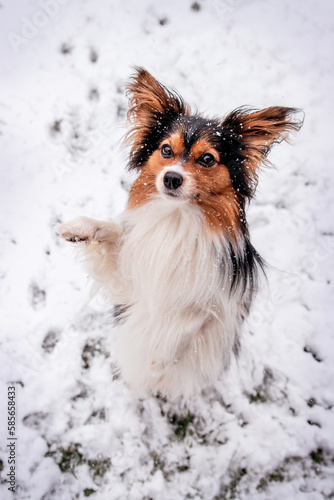 Papillon Dog Standing On Hind Legs Trick