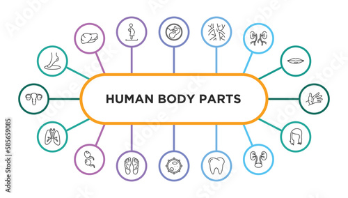 human body parts outline icons with infographic template. thin line icons such as foot side view, human fetus, human artery, blood supply system, hand showing palm, lungs with the trachea, two