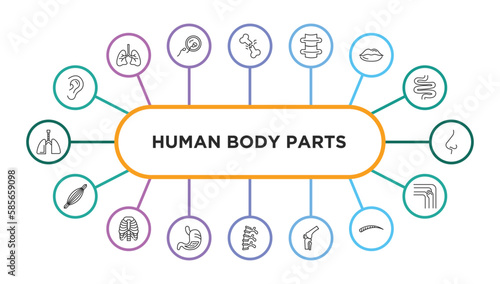 human body parts outline icons with infographic template. thin line icons such as ear lobe side view, broken bone, spine bone, big lips, e side view, human muscle, human ribs, stoh with liquids,