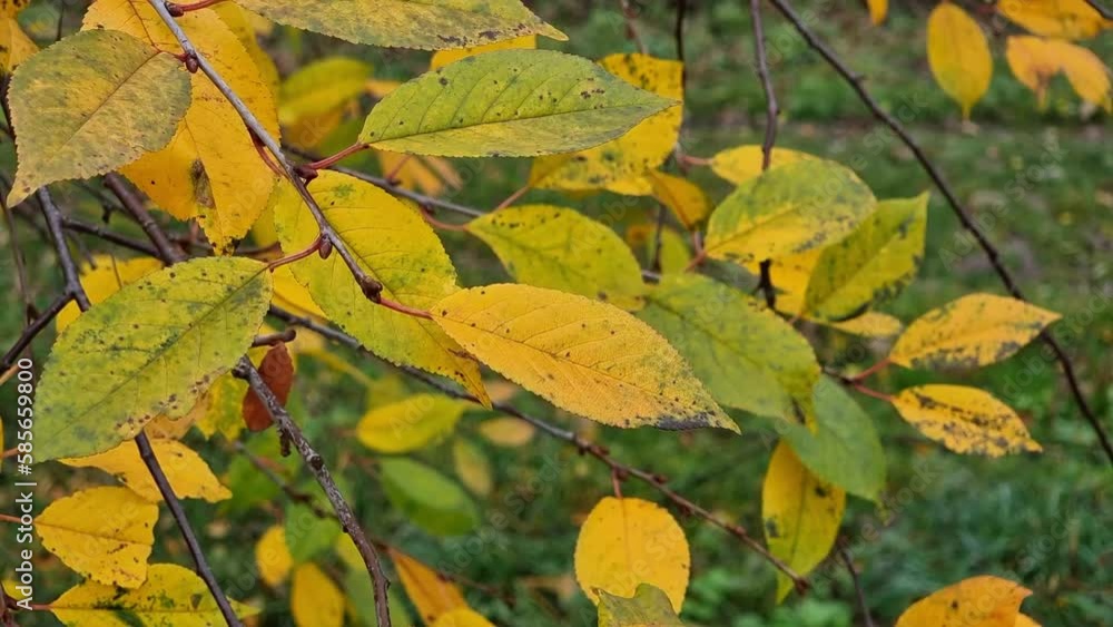Autumn yellow leaves of wild cherry on a tree in the forest, close-up Autumn yellow leaves of wild cherry on a tree in the forest, close-up