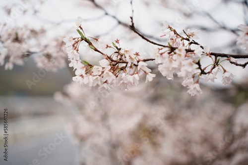 Fototapeta Naklejka Na Ścianę i Meble -  桜の花が咲き誇る春の風景