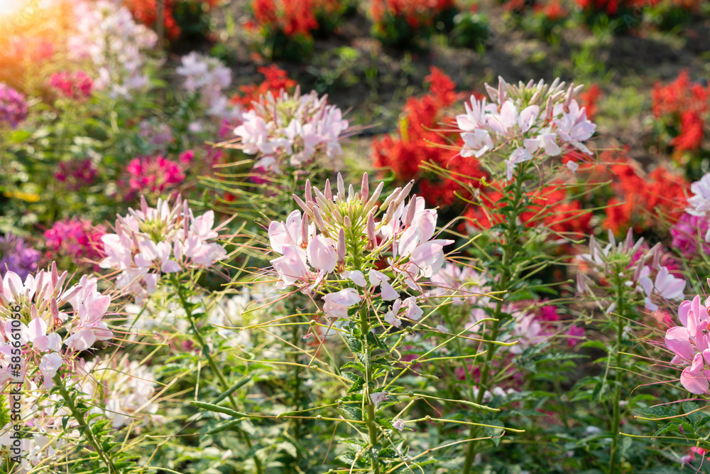 Beautiful colorful Cleome Spinoza flowers in the garden. Beautiful colorful Cleome Spinoza flowers in the garden.