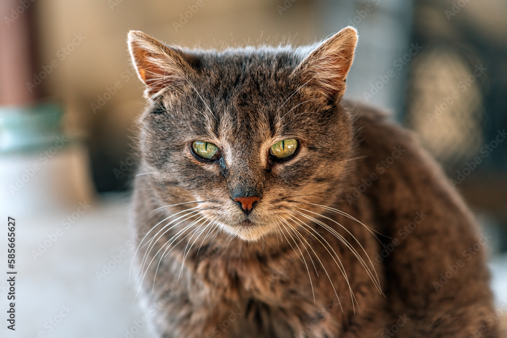 Portrait of a medium hair mixed breed female domestic gray cat