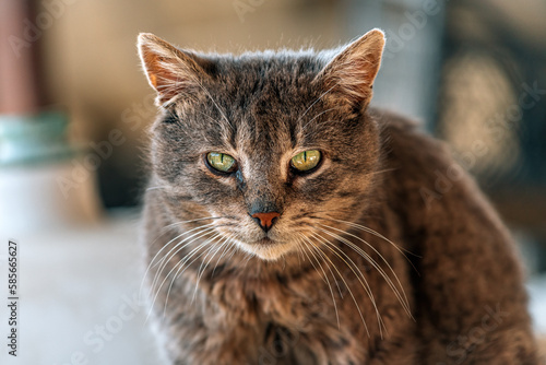 Portrait of a medium hair mixed breed female domestic gray cat