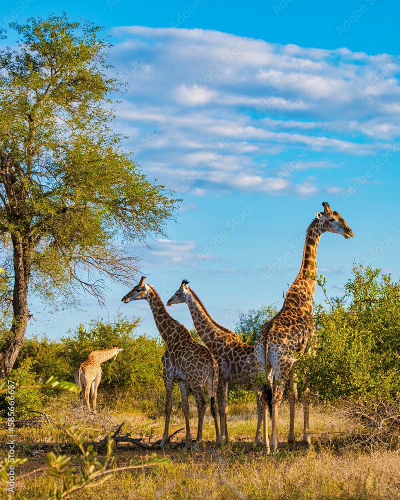 Giraffe in the bush of Kruger national park South Africa. Giraffe at dawn in Kruger park South Africa - obrazy, fototapety, plakaty 
