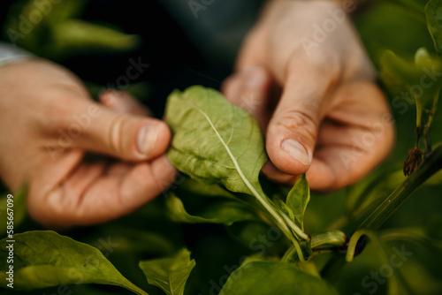 Close up of farmer hands examining pepper crop in field, hi is looking at caterpillar on leaf.