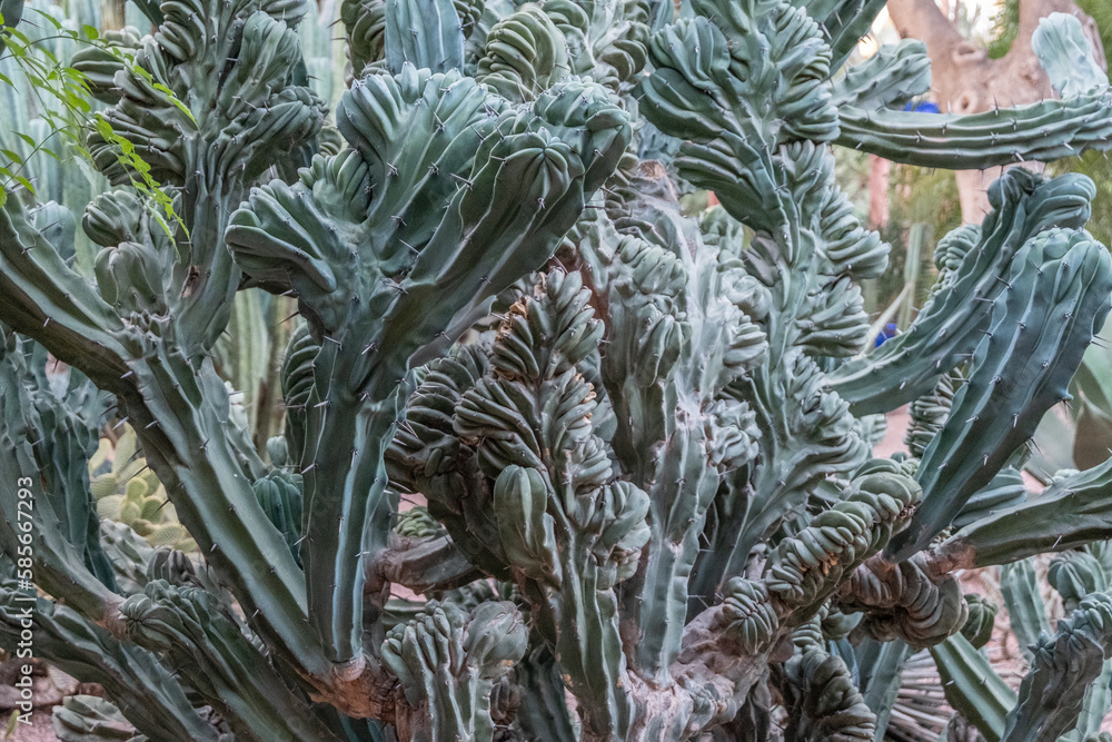 Obraz premium Take a journey through a maze of towering and diverse cacti species in this garden