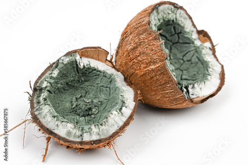 Rotten moldy coconut close up. Two halves of coconut spoiled by mold isolated on white