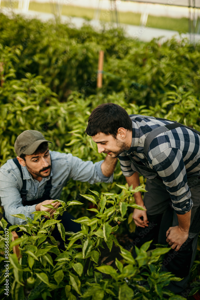 Male farmer and agronomist examining and talking about young green plants in the agricultural field. Male farmer and agronomist examining and talking about young green plants in the agricultural field.