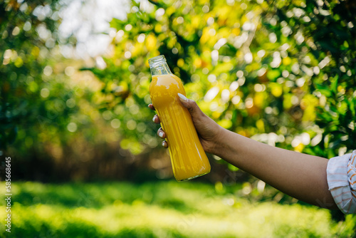 Closeup hand holding a bottle of fresh organic citrus juice beverage lemonade under the ripe orange tree branch in the orangery orchard garden farm