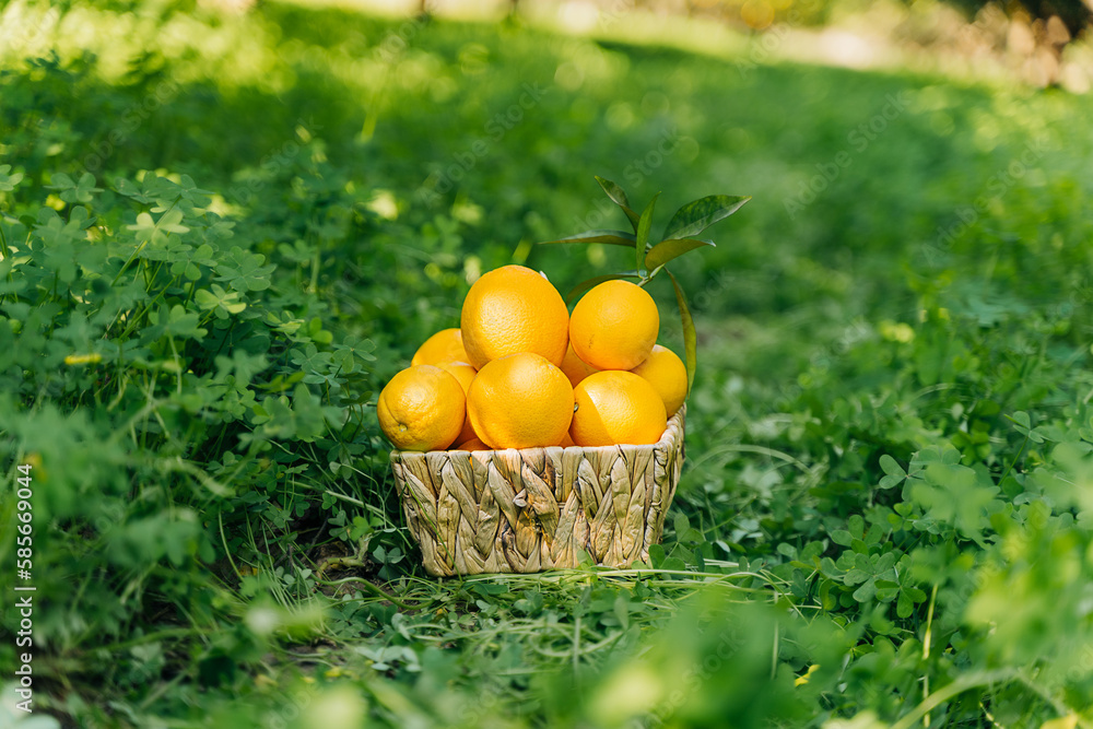 A pile bunch stack harvest of fresh juicy organic ripe oranges in wooden wicker basket standing on lawn green grass in the garden backyard plantation farm orchard orangery. No people. A pile bunch stack harvest of fresh juicy organic ripe oranges in wooden wicker basket standing on lawn green grass in the garden backyard plantation farm orchard orangery. No people.