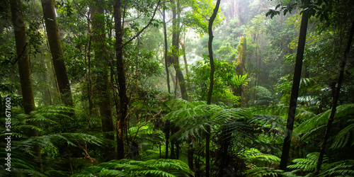 Beautiful magical ancient Gondwana rainforest - Lamington National Park, O'Reilly's, Gold Coast, Queensland, Australia photo