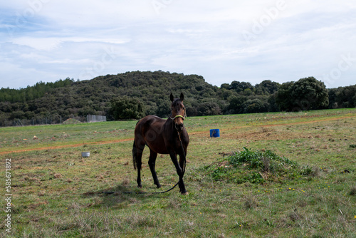 brown horse in the fields
