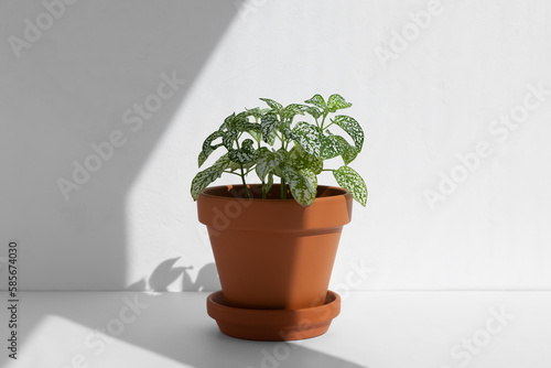 Home plant fittonia in a clay brown pot in the sun on a white background. The concept of minimalism. Houseplants in a modern interior. © Marina Kaiser
