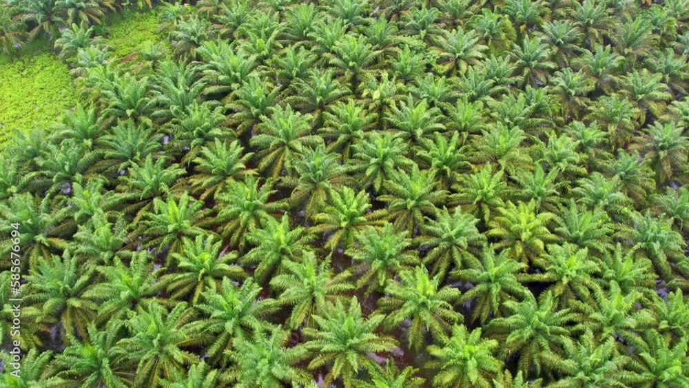 Drone flying over a cocoanut plantation, Drone flies over green agriculture cocoanut plantation, Beautiful summer landscape of a cocoanut plantation, Top view to the green farm cocoanut. Drone flying over a cocoanut plantation, Drone flies over green agriculture cocoanut plantation, Beautiful summer landscape of a cocoanut plantation, Top view to the green farm cocoanut.