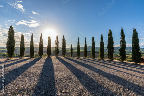 Italy, Tuscany, San Quirico d'Orcia, Cypress ring Punto Panoramico Sulla Val d'Orcia at sunset photo