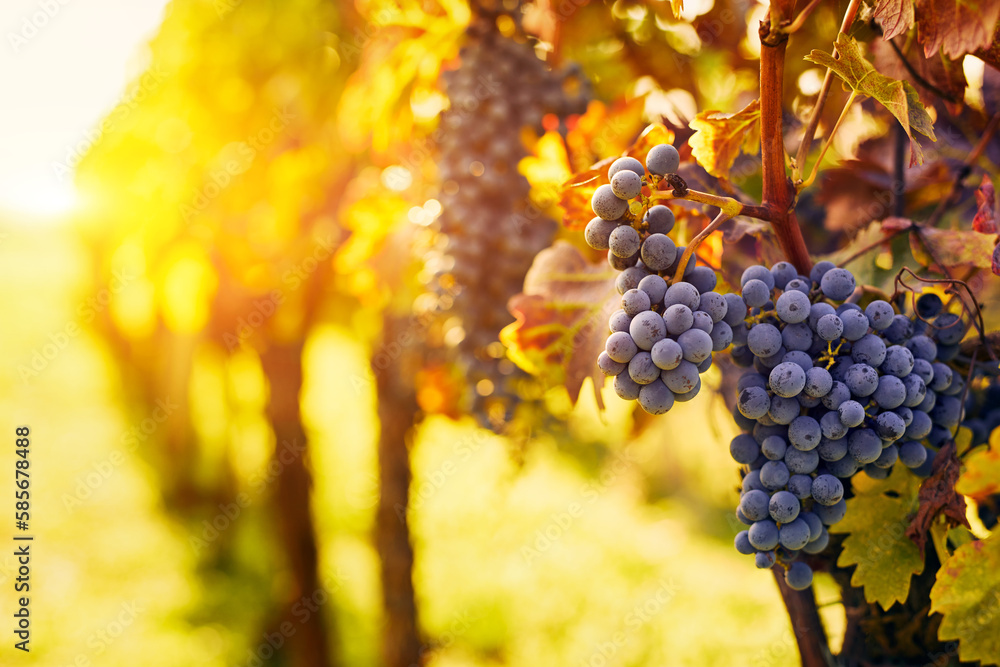 Vineyard with ripe grapes at sunset with space for text