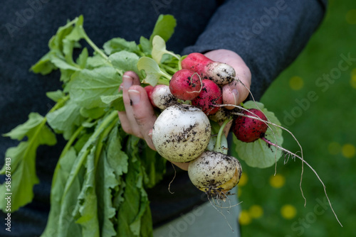 Young man holding freshly harvested radish at farm photo