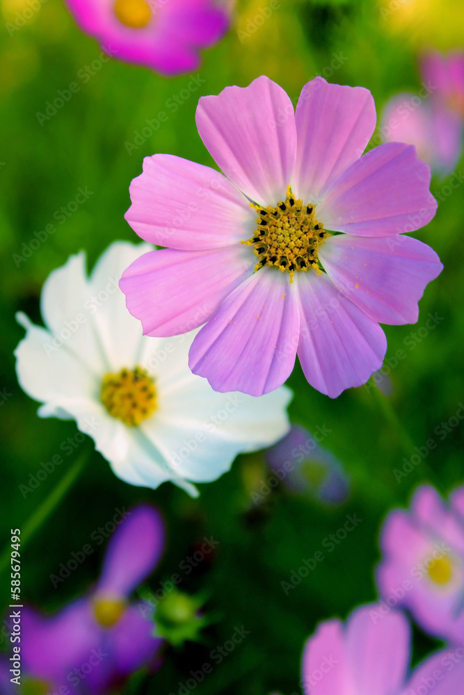Close-up of purple flower in a garden Close-up of purple flower in a garden