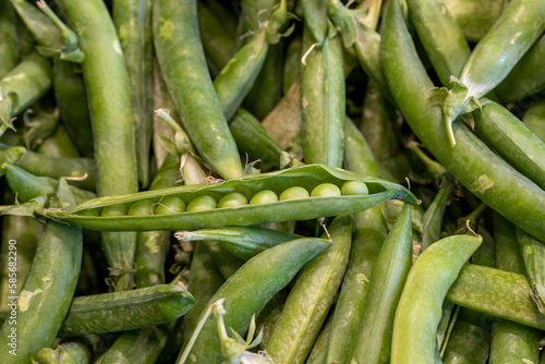A pile of shelled peas. Close up of green fresh peas and pea pods.