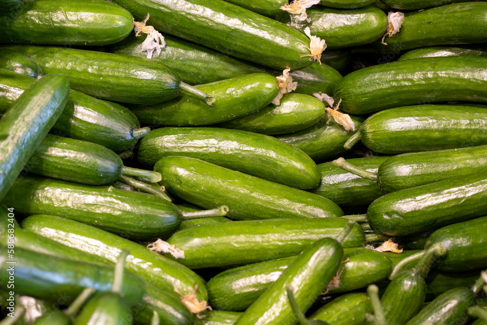 Green cucumber background. Cucumber group. close up Green cucumber background. Cucumber group. close up