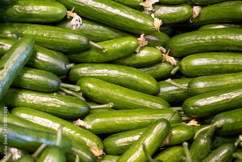 Green cucumber background. Cucumber group. close up