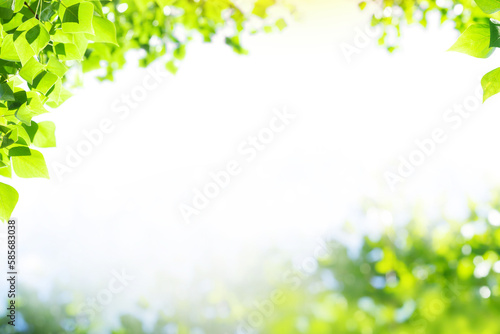 Lush green summer landscape with leaves