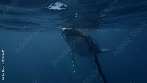 calf humpback whale swims very close underwater 4k photo
