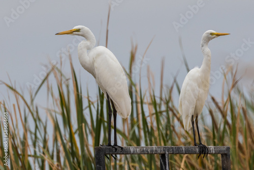 Eastern Great Egret in New South Wales Australia