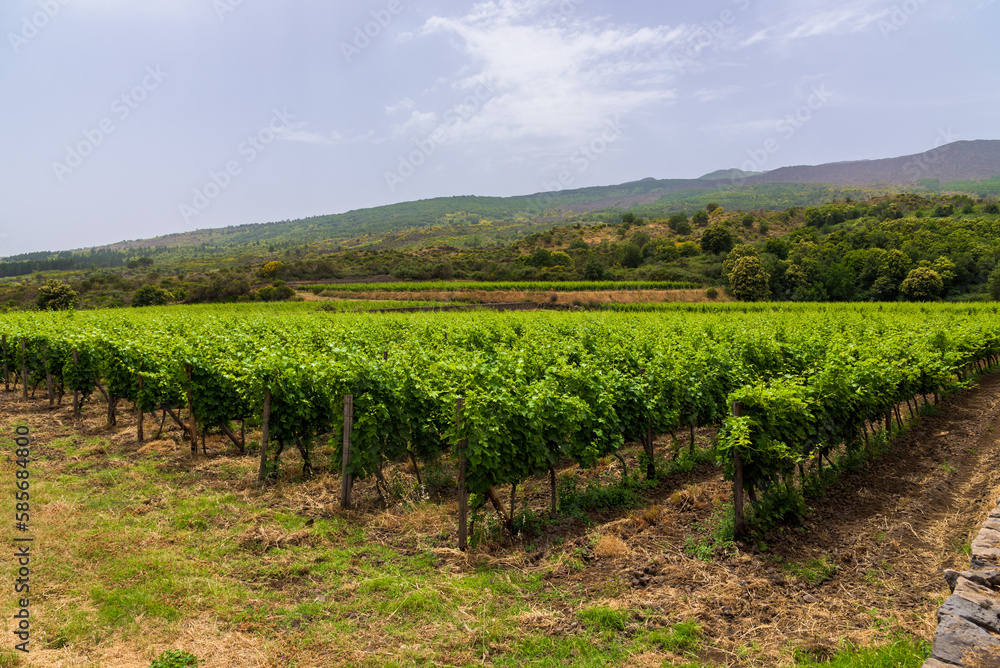 Rows of Vineyards in the Etna area of Sciaranuova, Sicily.