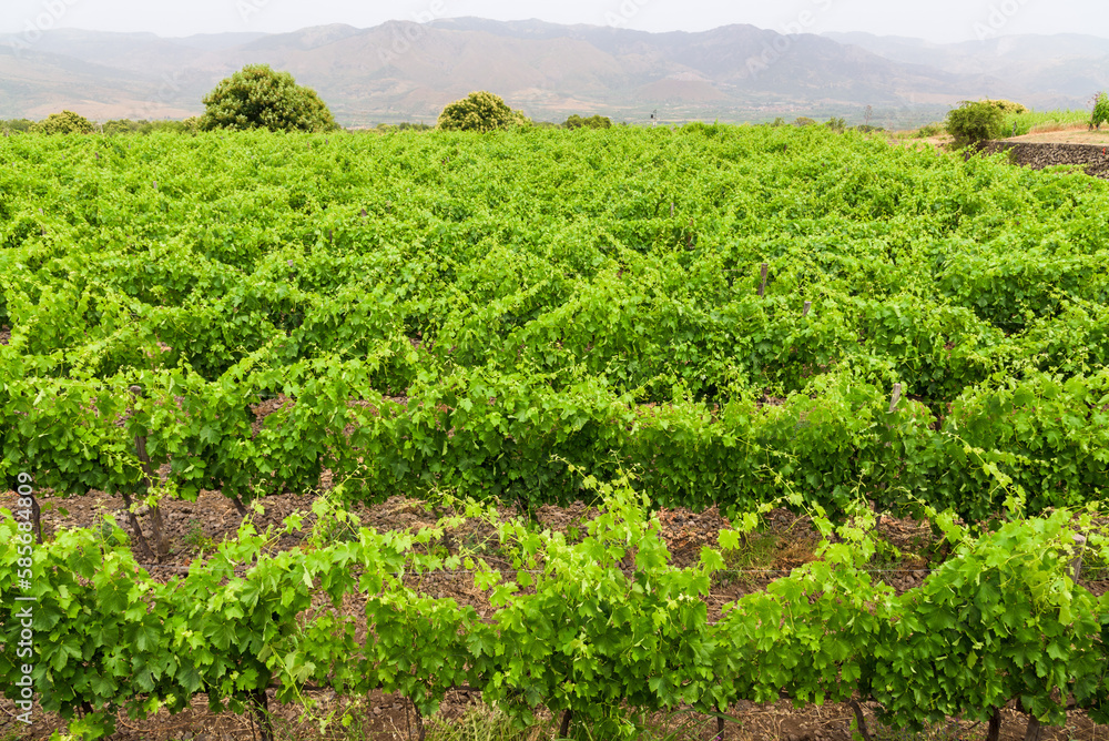 Rows of Vineyards in the Etna area of Sciaranuova, Sicily. Rows of Vineyards in the Etna area of Sciaranuova, Sicily.