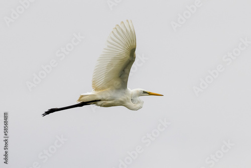Eastern Great Egret in New South Wales Australia photo