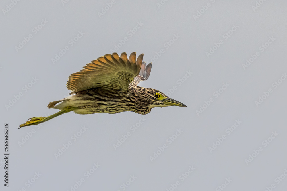 Fototapeta premium Nankeen Night Heron in New South Wales Australia