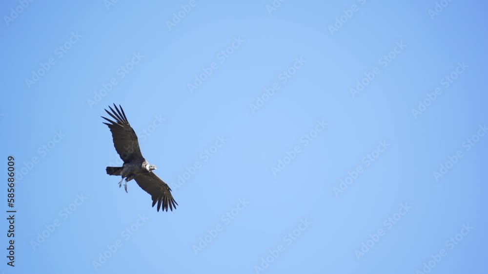 A huge andean condor in flight. slow motion. Argentina A huge andean condor in flight. slow motion. Argentina