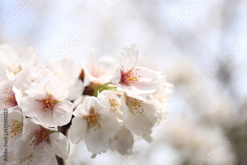 Very beautiful cherry blossoms blooming in spring in Japan