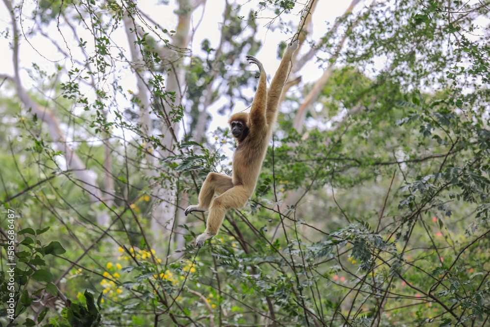 Sad Female of the Yellow cheeked gibbon Sitting on the Green Tree in the Rainforest in Thailand Sad Female of the Yellow cheeked gibbon Sitting on the Green Tree in the Rainforest in Thailand