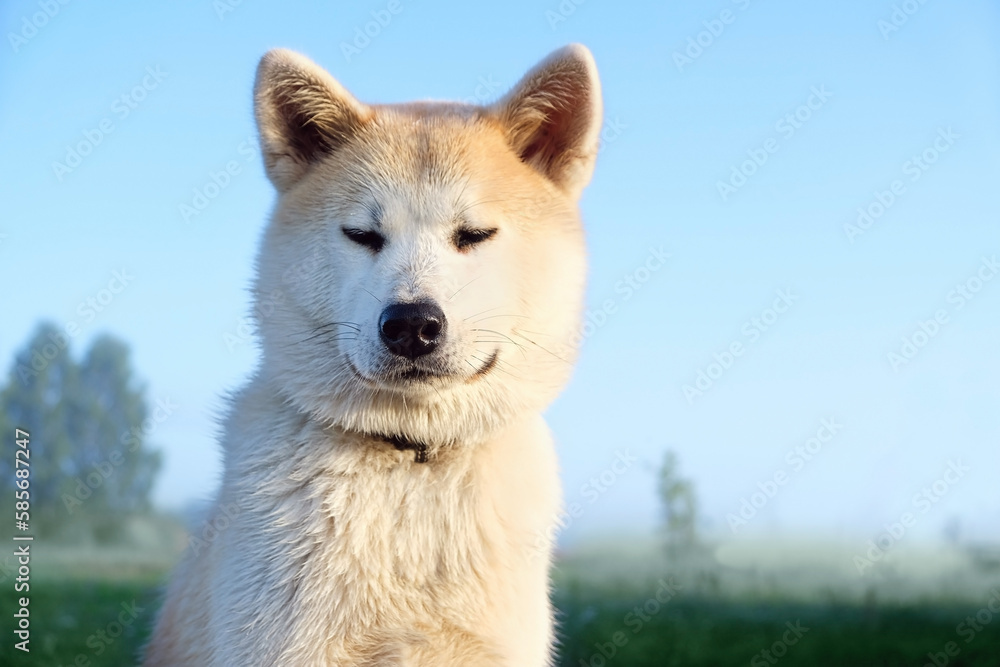 portrait of Akita inu dog close up, green natural abstract background. beautiful cute red Japanese dog outdoor in summer day. concept of happy and active healthy pet life, care, protection for animals portrait of Akita inu dog close up, green natural abstract background. beautiful cute red Japanese dog outdoor in summer day. concept of happy and active healthy pet life, care, protection for animals