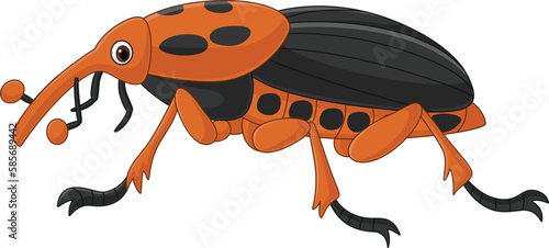 Red palm weevil on white background