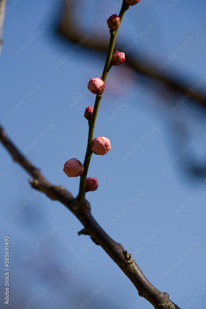Ume (Japanese plum flower) with white and red color which is the sign of Spring in Tokyo, Japan Ume (Japanese plum flower) with white and red color which is the sign of Spring in Tokyo, Japan