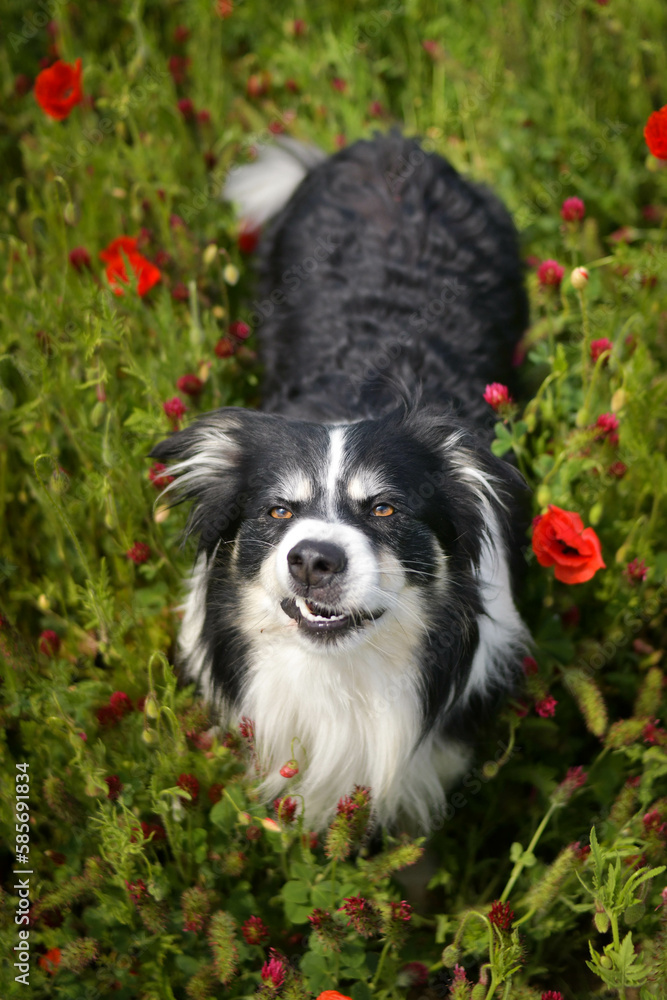 Adult border collie is standing in crimson clover. He want it so much.